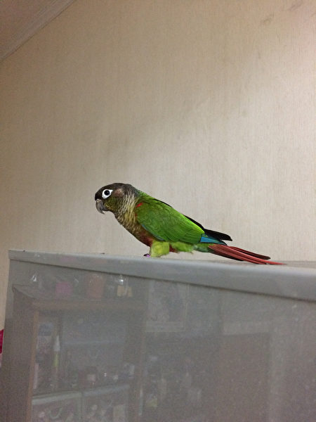 上班別看 超爆笑「母親趕鳥」合成圖 創意沒極限