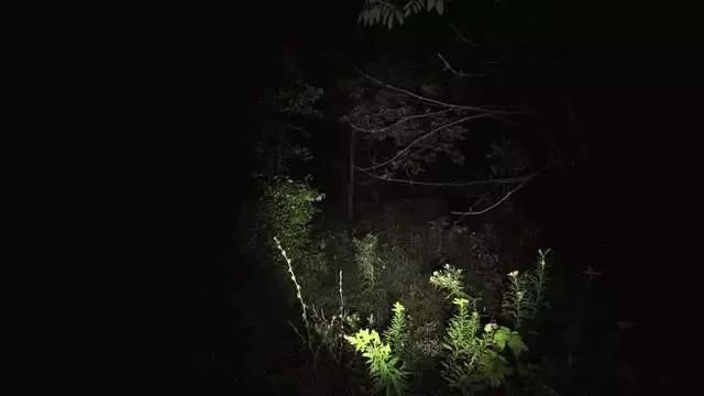 千萬別在樹林玩「手電筒遊戲」！！因為黑暗中你不知道到底還有誰...