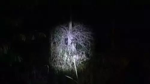千萬別在樹林玩「手電筒遊戲」！！因為黑暗中你不知道到底還有誰...