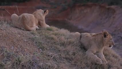 21 張「落漆無極限」的動物超鬧瞬間，#7這表情可以搬個奧斯卡了XDDDD