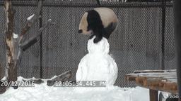 21 張「落漆無極限」的動物超鬧瞬間，#7這表情可以搬個奧斯卡了XDDDD