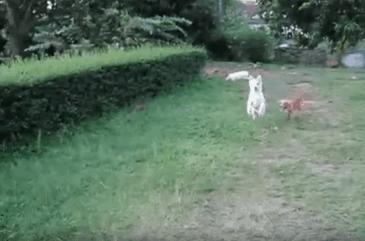 21 張「落漆無極限」的動物超鬧瞬間，#7這表情可以搬個奧斯卡了XDDDD