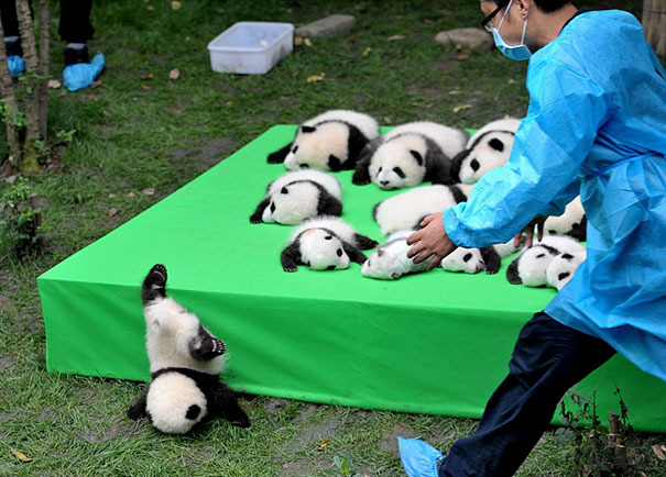 21 張「落漆無極限」的動物超鬧瞬間，#7這表情可以搬個奧斯卡了XDDDD