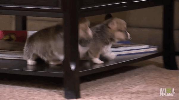21 張「落漆無極限」的動物超鬧瞬間，#7這表情可以搬個奧斯卡了XDDDD