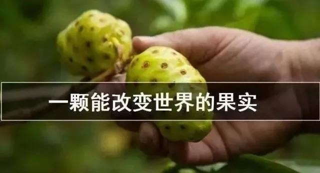 諾麗果含有哪些「神奇」成分，可以有那麼多保健功能？