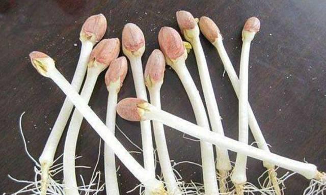 花生是長壽果，但也是催命符！這4種人越吃越傷身！