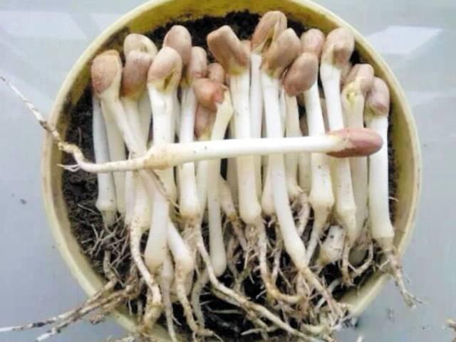 花生是長壽果，但也是催命符！這4種人越吃越傷身！