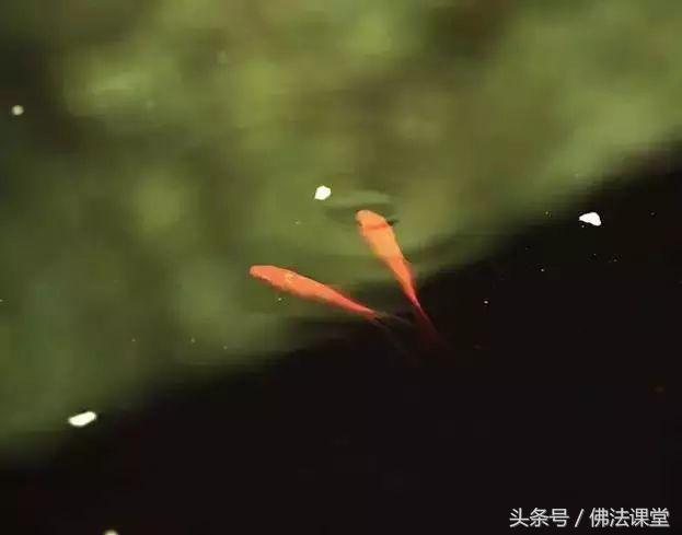 懂得了因與果，就掌握了命運！