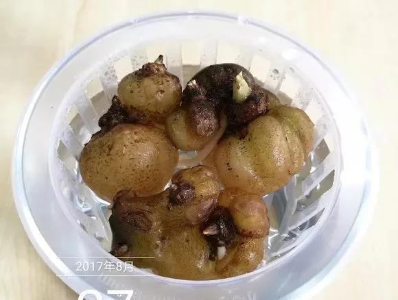 垃圾桶裡撿了半截樁，回家扔盆裡就冒芽，1個月躥成搖錢樹！