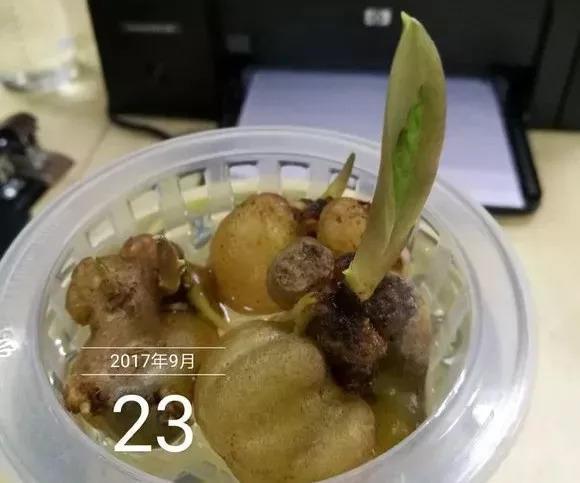 垃圾桶裡撿了半截樁，回家扔盆裡就冒芽，1個月躥成搖錢樹！