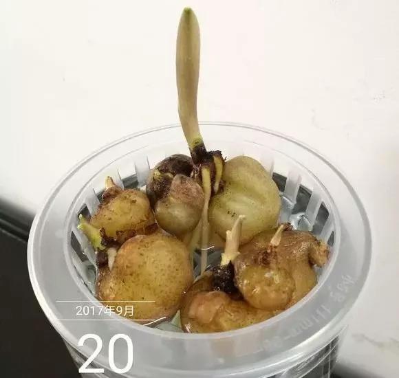 垃圾桶裡撿了半截樁，回家扔盆裡就冒芽，1個月躥成搖錢樹！