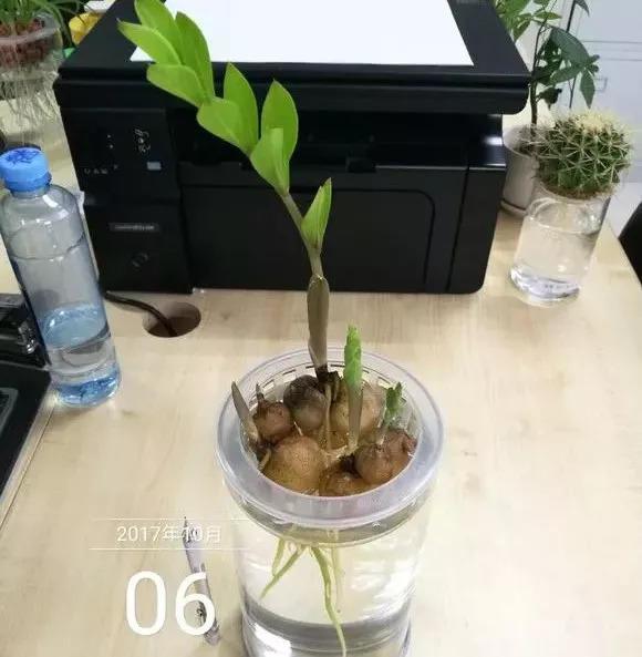 垃圾桶裡撿了半截樁，回家扔盆裡就冒芽，1個月躥成搖錢樹！