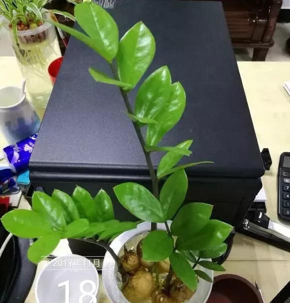 垃圾桶裡撿了半截樁，回家扔盆裡就冒芽，1個月躥成搖錢樹！