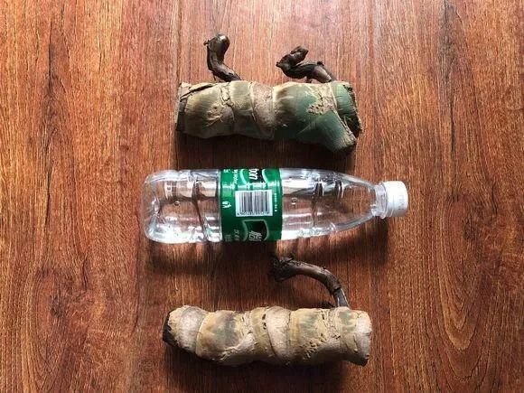 垃圾桶裡撿了半截樁，回家扔盆裡就冒芽，1個月躥成搖錢樹！