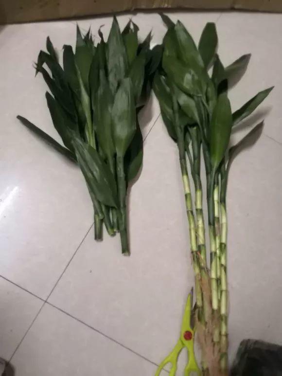 垃圾桶裡撿了半截樁，回家扔盆裡就冒芽，1個月躥成搖錢樹！