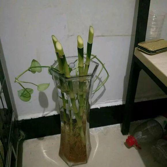 垃圾桶裡撿了半截樁，回家扔盆裡就冒芽，1個月躥成搖錢樹！