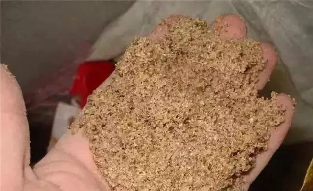 垃圾桶裡撿了半截樁，回家扔盆裡就冒芽，1個月躥成搖錢樹！