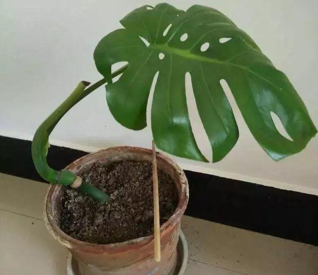 垃圾桶裡撿了半截樁，回家扔盆裡就冒芽，1個月躥成搖錢樹！