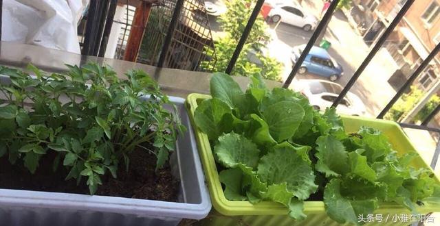 陽台種一盆這2種菜，種子撒盆里，葉子蹭蹭長，一個冬天夠吃了！