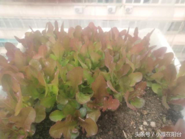 陽台種一盆這2種菜，種子撒盆里，葉子蹭蹭長，一個冬天夠吃了！