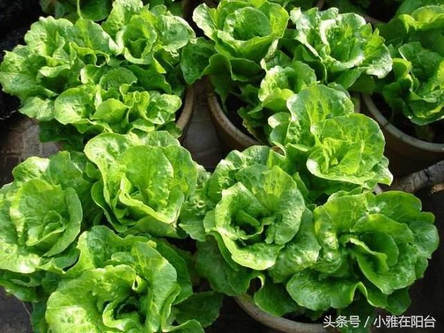 陽台種一盆這2種菜，種子撒盆里，葉子蹭蹭長，一個冬天夠吃了！