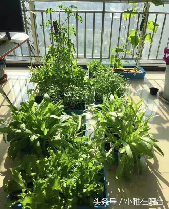 陽台種一盆這2種菜，種子撒盆里，葉子蹭蹭長，一個冬天夠吃了！