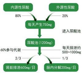 身體里「嘌呤」來的多了，去的少了，高尿酸血症就產生了！