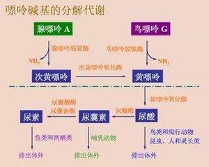 身體里「嘌呤」來的多了，去的少了，高尿酸血症就產生了！