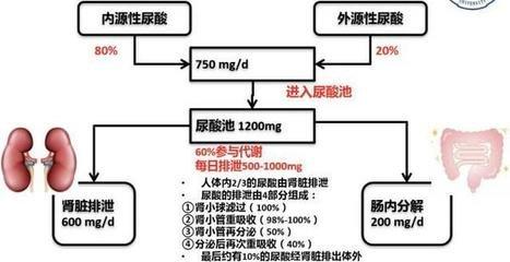 身體里「嘌呤」來的多了，去的少了，高尿酸血症就產生了！