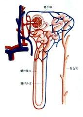 身體里「嘌呤」來的多了，去的少了，高尿酸血症就產生了！