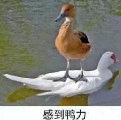 跟空姐合影才是檢驗明星顏值的標準，蔣欣瘦三圈，劉濤輸得很慘！