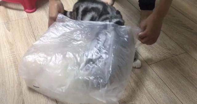 喵皇「吵著出門」外出籠卻壞了！奴才不得已「拿出塑膠袋」：主子你是認真的嗎...