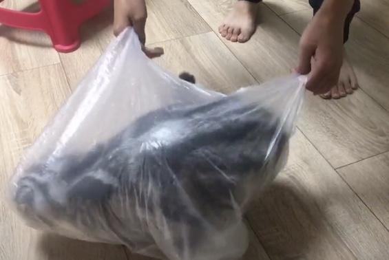 喵皇「吵著出門」外出籠卻壞了！奴才不得已「拿出塑膠袋」：主子你是認真的嗎...
