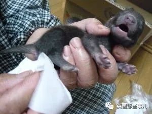 撿到小奶貓，獸醫卻說是狗，而崽子長大後才發現：全都不是啊！