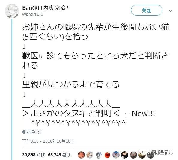 撿到小奶貓，獸醫卻說是狗，而崽子長大後才發現：全都不是啊！