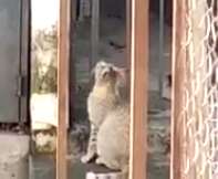 猴子「綁架小貓」當寵物！？猴：肚子餓，抓跳蚤來吃啦！