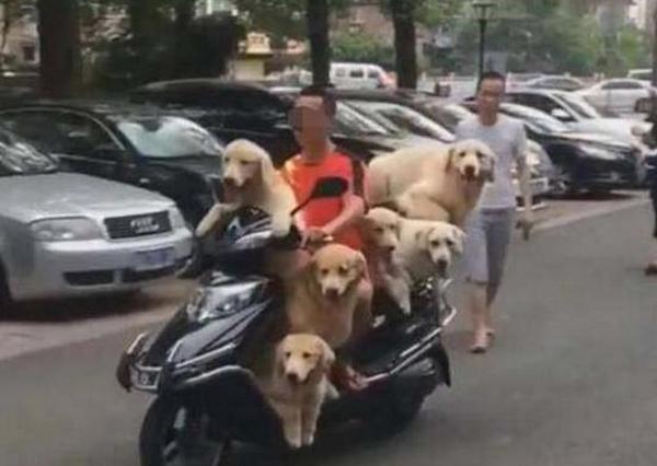 阿伯每天騎車載2隻金毛兜風，戴上專屬墨鏡加安全帽，電到網友：好瞎趴！