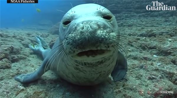 一個颱風沉了千年島嶼！驚人對比照嚇壞學者：一夕間幾千隻生物全消失