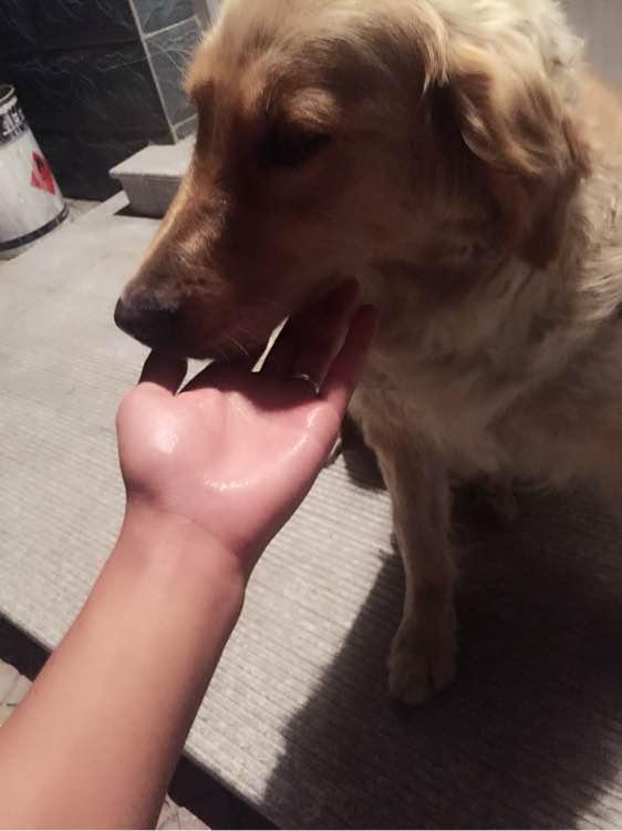 流浪狗被人喂了食物，浪汪竟然感動哭了：我會做一隻乖巧狗狗的！