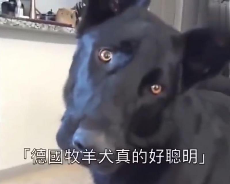 小主人看到貓咪大哭！忠犬丟掉玩玩具去察看，有愛！網：我也跟著哭了！