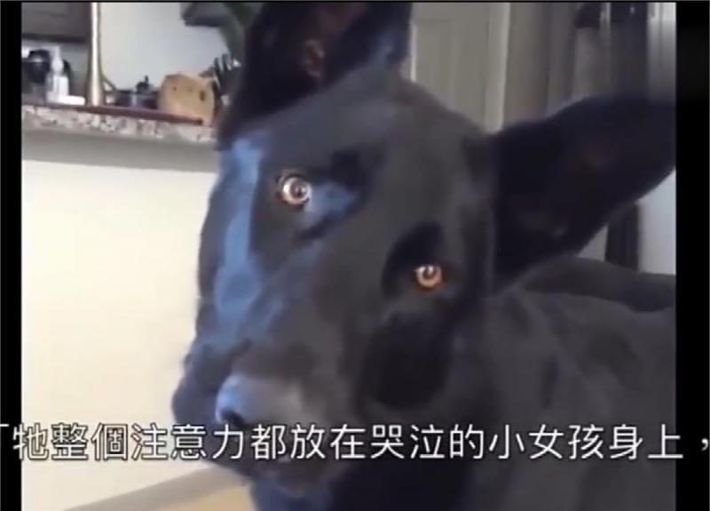 小主人看到貓咪大哭！忠犬丟掉玩玩具去察看，有愛！網：我也跟著哭了！