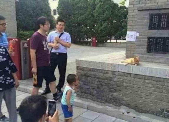 景區的橘貓太兇沒人領養，工作人員貼出告示，網友：好人有好報！