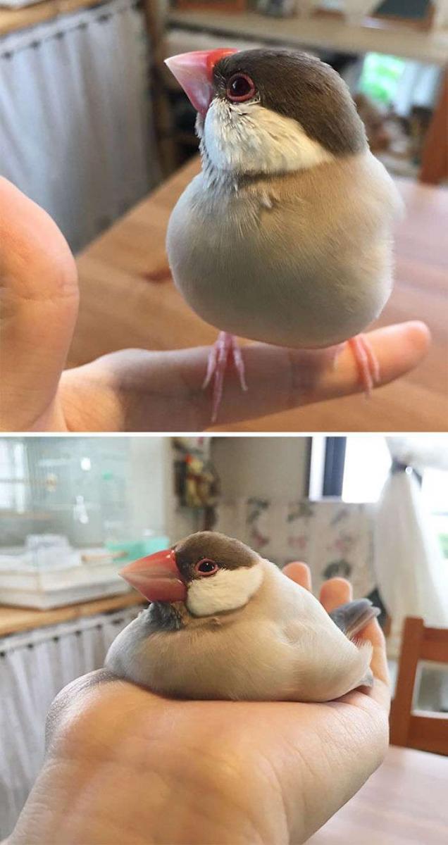 除了液體貓還有液體鳥　20張「突然就變麻糬」的超萌生物