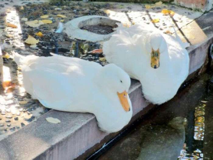 除了液體貓還有液體鳥　20張「突然就變麻糬」的超萌生物