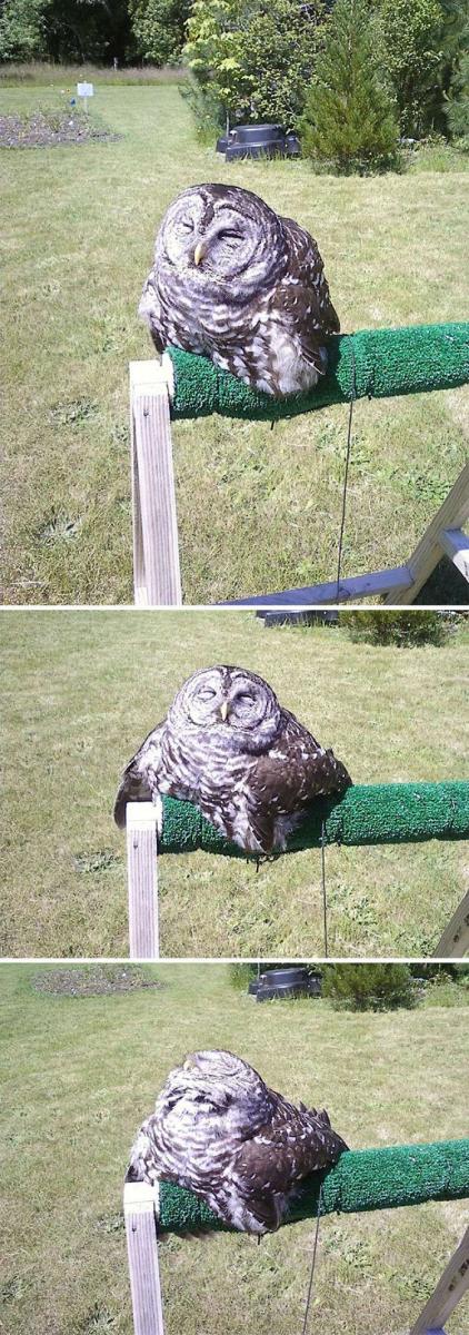 除了液體貓還有液體鳥　20張「突然就變麻糬」的超萌生物