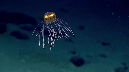 世上最老鯊魚！「400歲格陵蘭鯊」巨大體型堪比移動礁岩