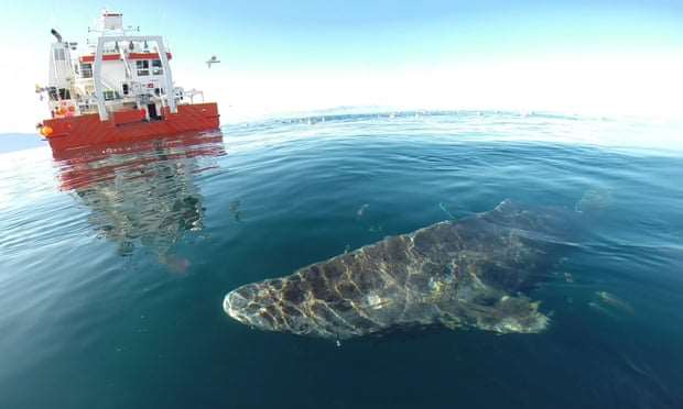 世上最老鯊魚！「400歲格陵蘭鯊」巨大體型堪比移動礁岩