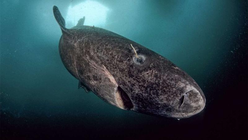 世上最老鯊魚！「400歲格陵蘭鯊」巨大體型堪比移動礁岩