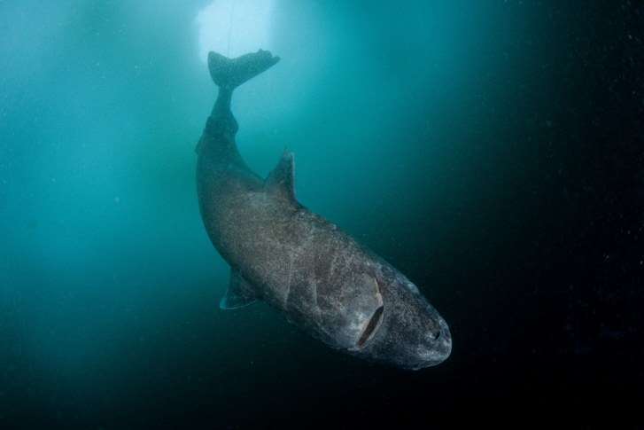 世上最老鯊魚！「400歲格陵蘭鯊」巨大體型堪比移動礁岩