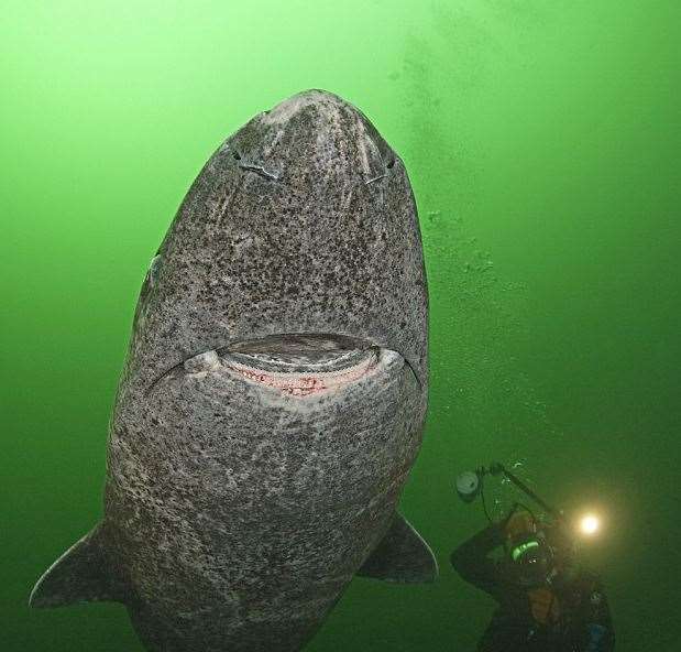 世上最老鯊魚！「400歲格陵蘭鯊」巨大體型堪比移動礁岩